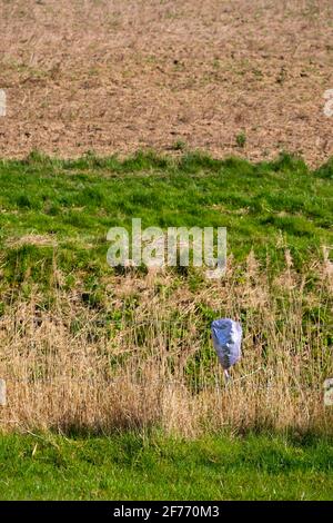 Ein Kindergeburtstagsballon aus Kunststoff wurde achtlos hineingedumpt Die Landschaft verursacht Umweltverschmutzung und Schäden für die Tierwelt Stockfoto