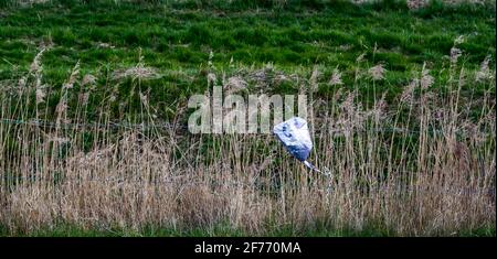 Ein Kindergeburtstagsballon aus Kunststoff wurde achtlos hineingedumpt Die Landschaft verursacht Umweltverschmutzung und Schäden für die Tierwelt Stockfoto