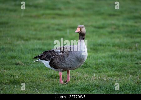 Eine Graugans ist für den Frühling nach Norden gewandert und ist Gesehen hier auf einem Feld an der ländlichen Küste von Lincolnshire Im Frühling Stockfoto