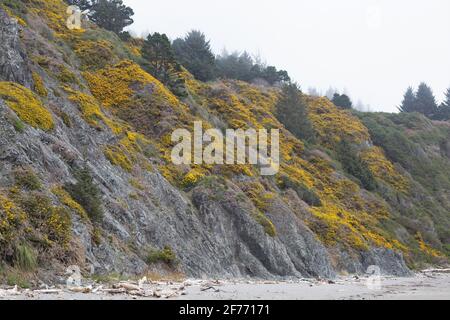 Gorse, eine invasive Pflanze, bedeckt einen Hügel am Lone Ranch Beach in Brookings, Oregon. Stockfoto