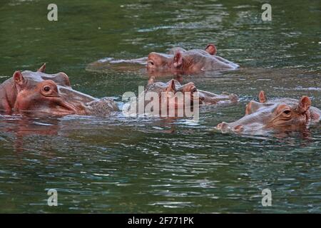 Hippopotamus (Hippopotamus amphibius) vier Erwachsene im Fluss Tsavo West NP, Kenia November Stockfoto