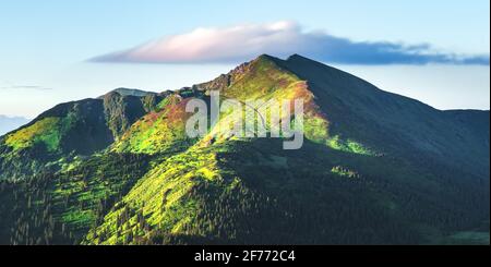 Malerische Sommerlandschaft in den Karpaten. Grüne Hügel, Wald und Wiesen, rosa Rhododendronblüten in fantastischer Morgensonne Stockfoto