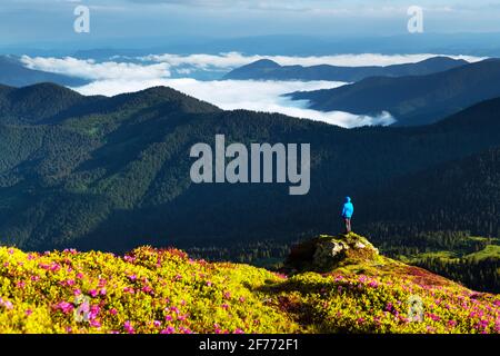 Ein Tourist am Rande einer Klippe, bedeckt mit einem rosa Teppich aus Rhododendronblüten im Sommer. Neblige Berge im Hintergrund. Landschaftsbild Stockfoto