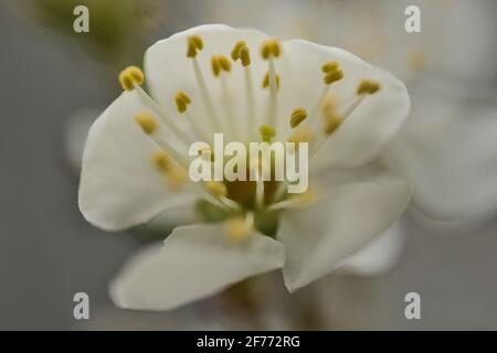 Schöne Makroansicht von winzigen weißen Filamenten und gelben Anthern der frühlingsweißen Blüte mit Blütenkorolla, Stephens Green Green Park, Dublin, Irland. Weich Stockfoto
