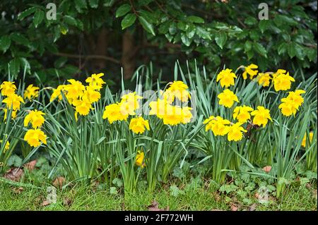 Wunderschöne, niedrige Bodenansicht der frühlingsgelben Narzissen-Blumen im St Stephens Green Park, Dublin, Irland. Weicher und selektiver Fokus Stockfoto