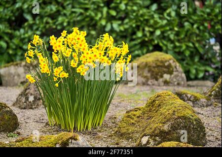 Wunderschöne, niedrige Bodenansicht der frühlingsgelben Narzissen (Narcissus), die unter Steinen im St Stephens Green Park, Dublin, Irland wachsen Stockfoto