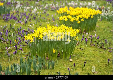 Wunderschöne Aussicht auf die frühlingsgelben Narzissen (Narcissus), die unter bunten Krokussen im St Stephens Green Park, Dublin, Irland wachsen Stockfoto