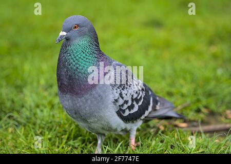 Schöne Nahaufnahme der gewöhnlichen Stadttaube (Columbidae) auf grünem Rasen im Stephens Green Green Park, Dublin, Irland. Weicher und selektiver Fokus Stockfoto