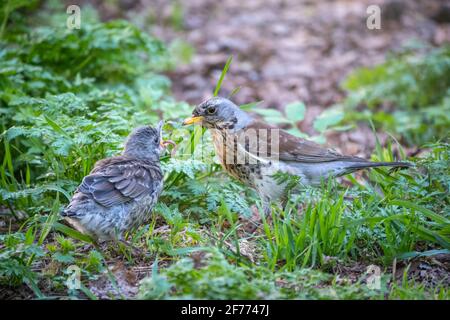 Soor fieldfare, Turdus pylaris, füttert das Küken mit Regenwürmern auf dem Boden. Ein erwachsenes Küken verließ das Nest, aber seine Eltern kümmern sich weiterhin um das Nest Stockfoto