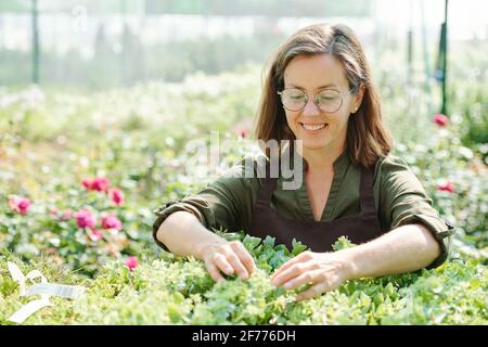 Lächelnde Brünette Arbeiterin eines großen modernen Gewächshauses steht zur Verfügung Eines von Blumenbeeten und berührenden Blättern von wachsenden Pflanzen Stockfoto