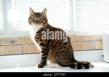 Eine grau gestreifte flauschige Katze sitzt auf der Fensterbank Stockfoto