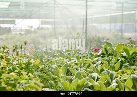 Blumen und Sträucher mit grünen Blättern, die durch Bewässerung bewässert werden System im großen zeitgenössischen Gewächshaus mit anderen Pflanzen auf dem Hintergrund Stockfoto