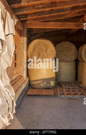 Blick auf gestapelte runde Heuballen in einer offenen Scheune, die vom Abendlicht beleuchtet wird. Fotografiert vom öffentlichen Boden. Stockfoto