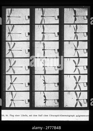 Skiopticon-Bild aus der Abteilung für Fotografie am Royal Institute of Technology. Verwendung durch Professor Helmer Bäckström als Vorlesungsmaterial. Bäckström war Schwedens erster Professor für Fotografie am Royal Institute of Technology in Stockholm 1948-1958.Ultrapidfilmung einer Libelle. Stockfoto