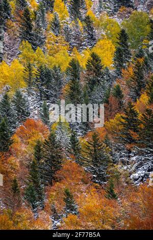 Herbstmischwälder und Bäche, die vom Besiberri-Tal ins Barrabés-Tal absinken (Aran-Tal, Pyrenäen, Katalonien, Spanien) Stockfoto