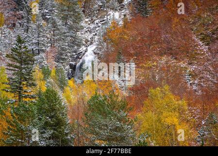 Herbstmischwälder und Bäche, die vom Besiberri-Tal ins Barrabés-Tal absinken (Aran-Tal, Pyrenäen, Katalonien, Spanien) Stockfoto