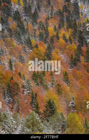 Herbstmischwälder und Bäche, die vom Besiberri-Tal ins Barrabés-Tal absinken (Aran-Tal, Pyrenäen, Katalonien, Spanien) Stockfoto