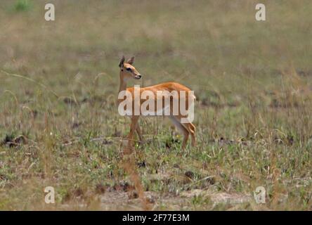 Sudan Oribi (Ourebia montana) Weibchen im offenen Grasland Sankelle Sancelle Sanctuary, Äthiopien April Stockfoto