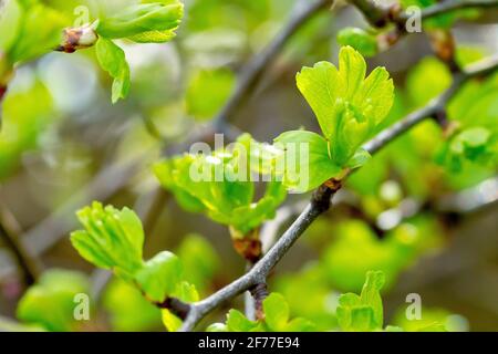 Weißdorn (Crataegus monogyna), auch bekannt als May Tree und Whitethorn, zeigt die neuen Blätter, die im Frühjahr auf dem Strauch erscheinen. Stockfoto