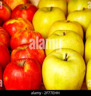 Ein lebhafter fruchtiger Hintergrund mit einer leichten Unschärfe von frischen roten und gelben Äpfeln, die in geraden Reihen angeordnet sind. Fokus auf den Vordergrund. Stockfoto
