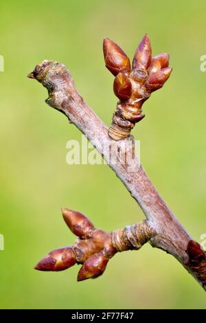 Knospen aus wilden Kirschblättern (prunus avium), Nahaufnahme mit einer Gruppe von Knospen am Ende eines Astes. Stockfoto