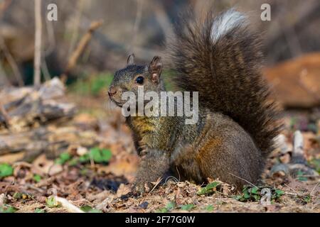 Ostgraues Eichhörnchen , (Sciurus carolinensis), Graues Eichhörnchen Stockfoto