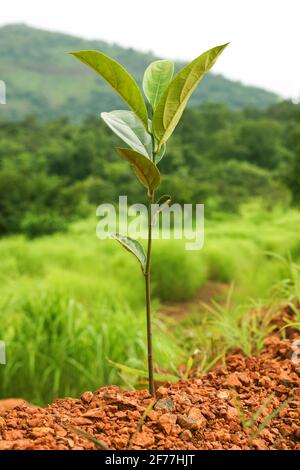 Kleine Jack Obst Pflanze auf grünem Gras Hintergrund. Stockfoto