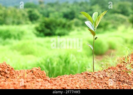 Kleine Jack Obst Pflanze auf grünem Gras Hintergrund. Stockfoto