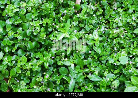 Grüner Korsika-Teppich mit kleinen Blumen. Stockfoto