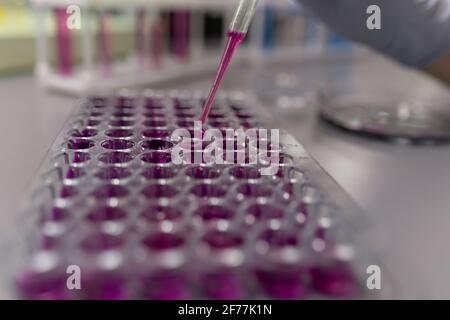 Nahaufnahme eines Wissenschaftlers, der Proben aus dem Test im Labor entnommen hat Röhrchen mit violetter Flüssigkeit Stockfoto
