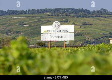 Frankreich, Cote d'Or, Kulturlandschaft der Klimazonen von Burgund als Weltkulturerbe von der UNESCO, der Weinberg von Pommard Stockfoto