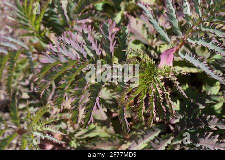 Melianthus Major 'Purple Haze'. Stockfoto