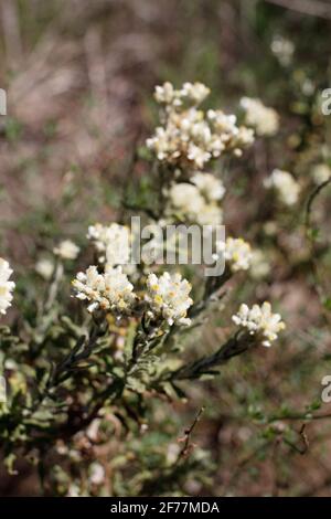 Disziforme Kopfblüten von Bicolor Everlasting, Pseudognaphalium Biolettii, Asteraceae, einheimische krautige Staude im Topanga State Park, Winter. Stockfoto