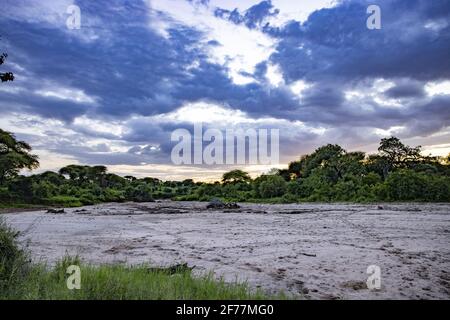 Tansania, WMA (Wildtierschutzgebiet) von Randilen, trockener Fluss Stockfoto