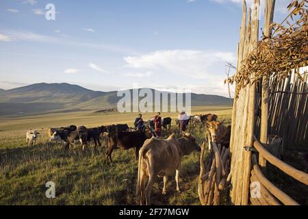Tansania, Ngorongoro, Arusha-Region, Boma Mokila, Ngorongoro-Schutzgebiet, Massai-Hirten bringen die Kühe am Ende des Tages in den Boma Stockfoto