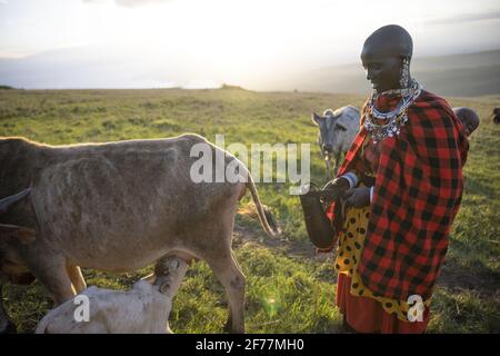 Tansania, Ngorongoro, Arusha-Region, Boma Mokila, Ngorongoro-Schutzgebiet, Der Moment des Melkens in Boma am Ende des Tages Stockfoto