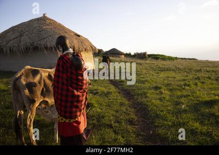 Tansania, Ngorongoro, Arusha-Region, Boma Mokila, Ngorongoro-Schutzgebiet, Der Moment des Melkens in Boma am Ende des Tages Stockfoto