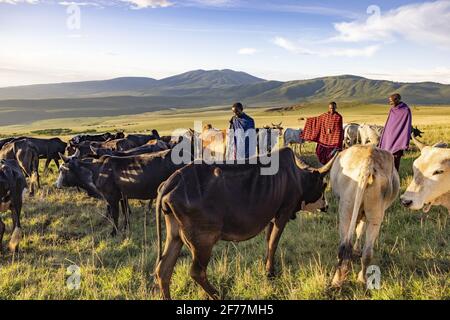 Tansania, Ngorongoro, Arusha-Region, Boma Mokila, Ngorongoro-Schutzgebiet, Massai-Hirten bringen die Kühe am Ende des Tages in den Boma Stockfoto