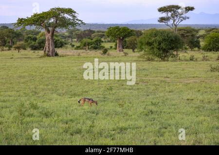 Tansania, WMA (Wildlife Management Area) von Randilen, Monduli District, Arusha Region, EIN Schwarzrückenschakal (Canis mesomelas) in der Savanne, Baobabs im Hintergrund Stockfoto