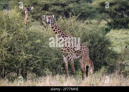 Tansania, WMA (Wildlife Management Area) von Randilen durchqueren viele Giraffen das Schutzgebiet von Randilen Stockfoto