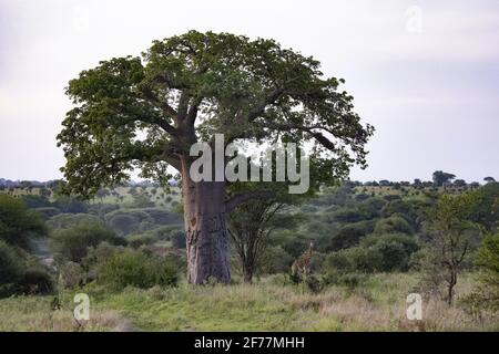 Tansania, WMA (Wildtierschutzgebiet) von Randilen, Monduli-Bezirk, Arusha-Region, das Randilen-Schutzgebiet Stockfoto