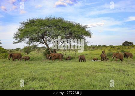 Tansania, WMA (Wildlife Management Area) von Randilen, Monduli District, Arusha Region, EINE Herde von Elefanten mit Jungen in der Nähe eines Wasserpunkts Stockfoto