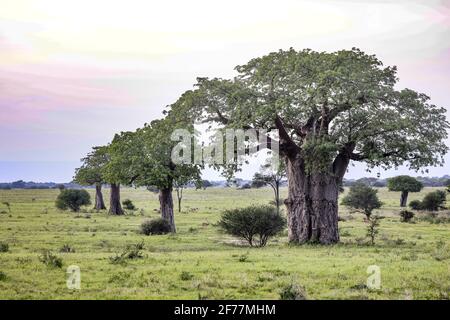 Tansania, WMA (Wildtierschutzgebiet) von Randilen, Monduli-Bezirk, Arusha-Region, Ausrichtung von Baobabs (Adansonia digitata), in der Savanne Stockfoto