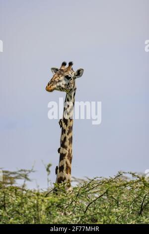 Tansania, WMA (Wildtierschutzgebiet) von Randilen, Monduli-Bezirk, Arusha-Region, Porträt einer Giraffe Stockfoto