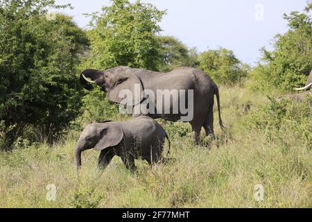 Tansania, WMA (Wildlife Management Area) von Randilen, Monduli District, Arusha Region, ein Elefant und ihr Kalb Stockfoto