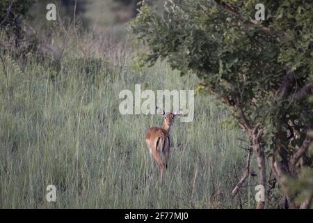 Tansania, WMA (Wildtierschutzgebiet) von Randilen, Monduli-Bezirk, Arusha-Region, Weibliches Impala in der Savanne, Stockfoto