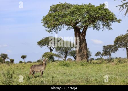 Tansania, WMA (Wildtierschutzgebiet) von Randilen, Monduli-Bezirk, Arusha-Region, EINE weibliche Halbmondkobolde (Kobus ellipsiprymnus) am Fuße eines Baobab Stockfoto