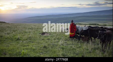 Tansania, Ngorongoro, Arusha-Region, Boma Mokila, Ngorongoro-Schutzgebiet, Eine Mutter und ihr neugeborenes Baby, während sie am Ende des Tages das Vieh in der Boma aufrundeten Stockfoto