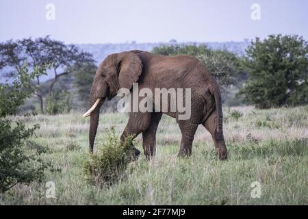 Tansania, WMA (Wildlife Management Area) von Randilen durchqueren viele Elefanten das Schutzgebiet von Randilen Stockfoto