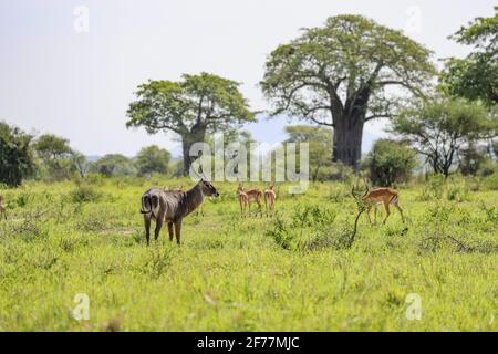 Tansania, WMA (Wildtierschutzgebiet) von Randilen, Monduli-Bezirk, Arusha-Region, EIN Halbmondkoboldmännchen (Kobus ellipsiprymnus) und eine Herde Impalas im Hintergrund, am Fuße eines Baobab-Baumes Stockfoto